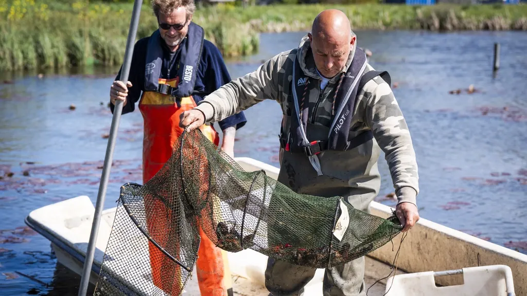 Even hobby anglers pressed into service to tackle harmful signal crayfish