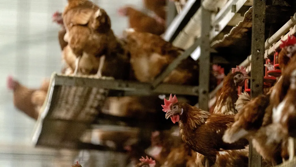Immediate nationwide confinement order for poultry over avian flu — a prudent measure