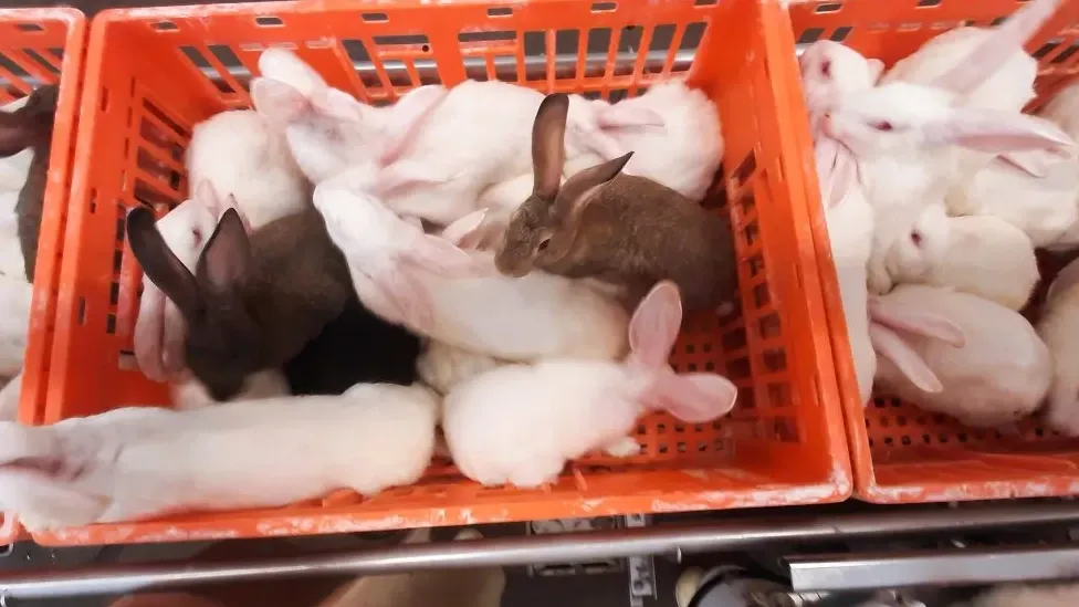 State Secretary Erkens says he is shocked by footage of rabbit transport