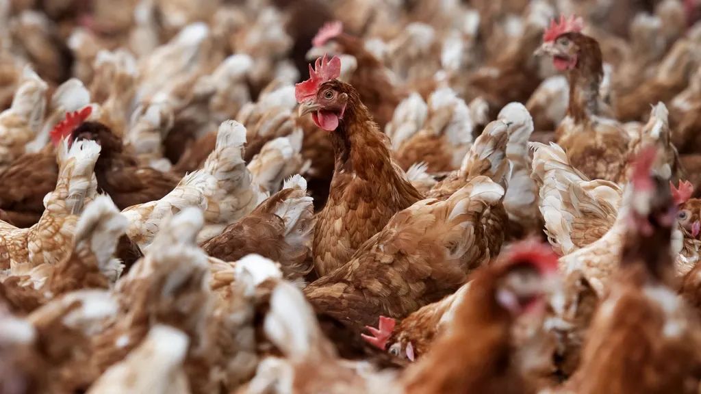 Minister: do everything to save permits for Brabant poultry farmers